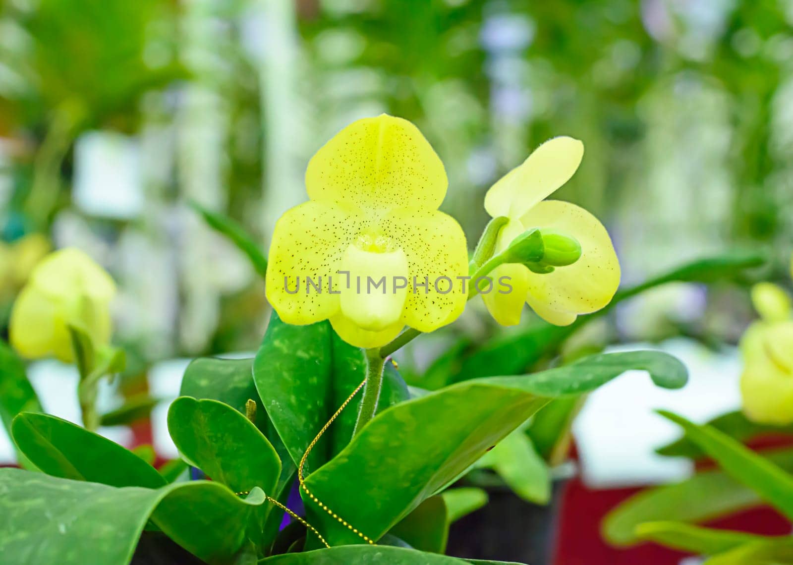 Paphiopedilum, often called the Venus slipper, is a genus of the Lady slipper orchid subfamily Cypripedioideae of the flowering plant family Orchidaceae.