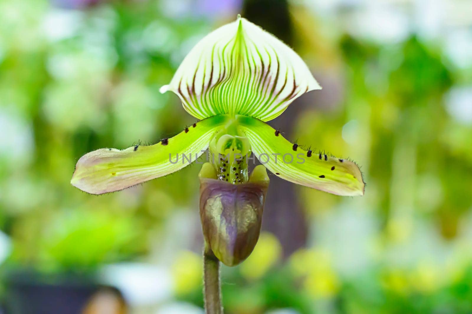 Paphiopedilum, often called the Venus slipper, is a genus of the Lady slipper orchid subfamily Cypripedioideae of the flowering plant family Orchidaceae.