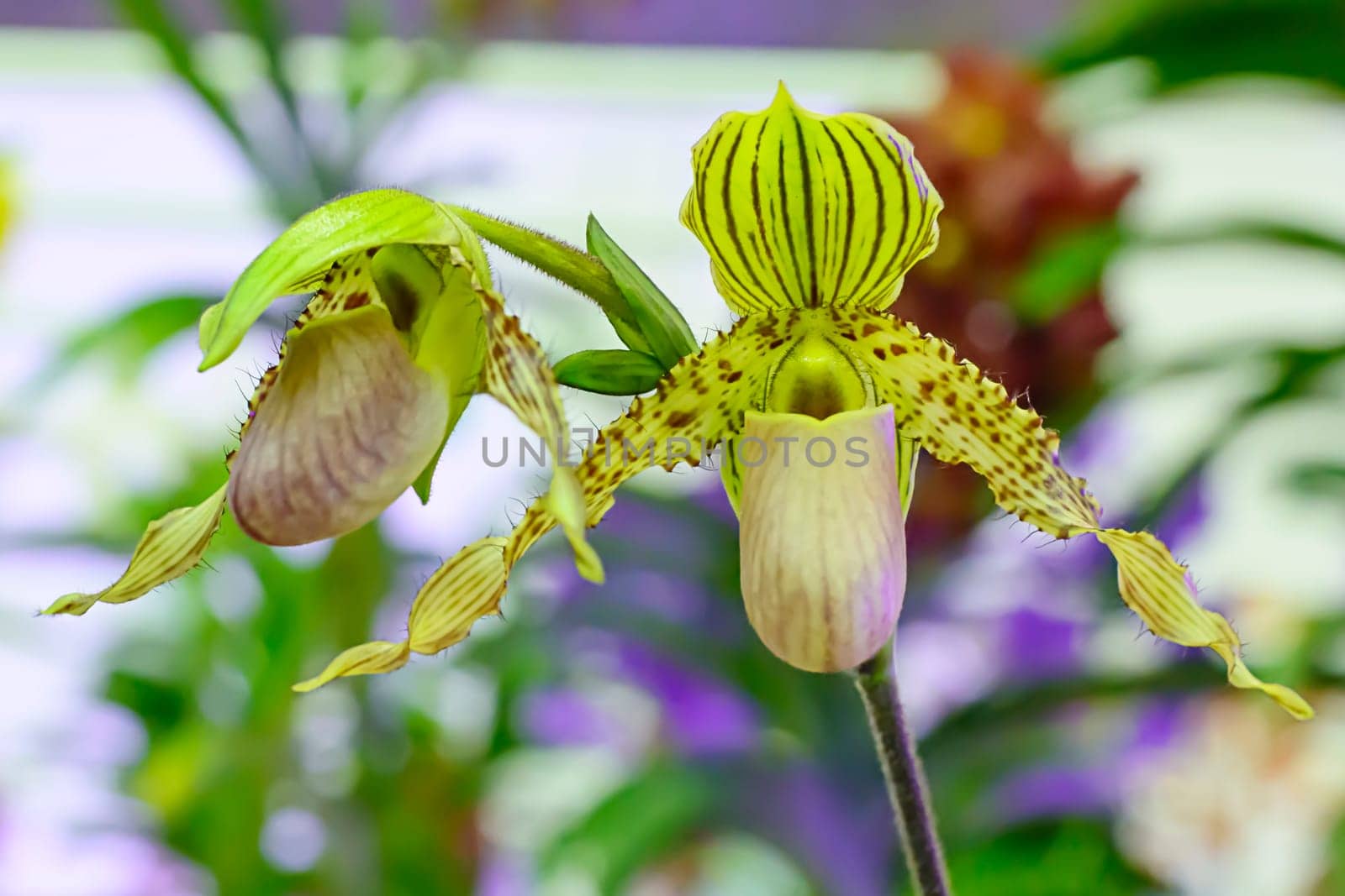 Paphiopedilum, often called the Venus slipper, is a genus of the Lady slipper orchid subfamily Cypripedioideae of the flowering plant family Orchidaceae.