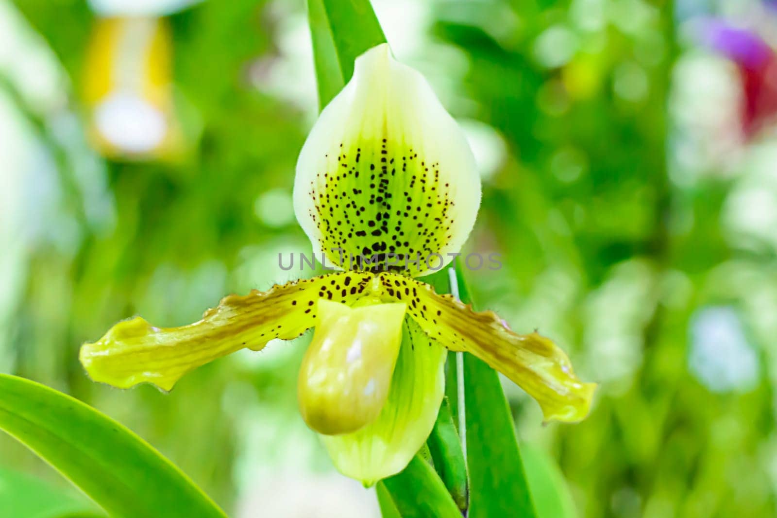 Paphiopedilum, often called the Venus slipper, is a genus of the Lady slipper orchid subfamily Cypripedioideae of the flowering plant family Orchidaceae.