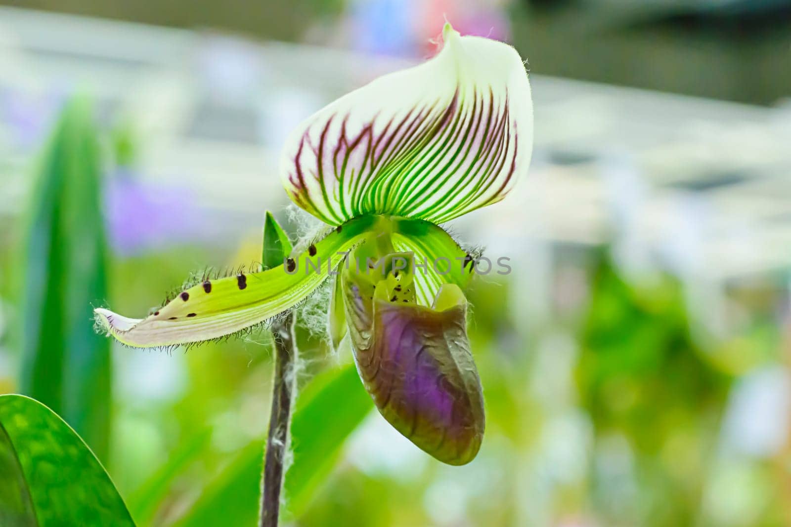 Paphiopedilum, often called the Venus slipper, is a genus of the Lady slipper orchid subfamily Cypripedioideae of the flowering plant family Orchidaceae.