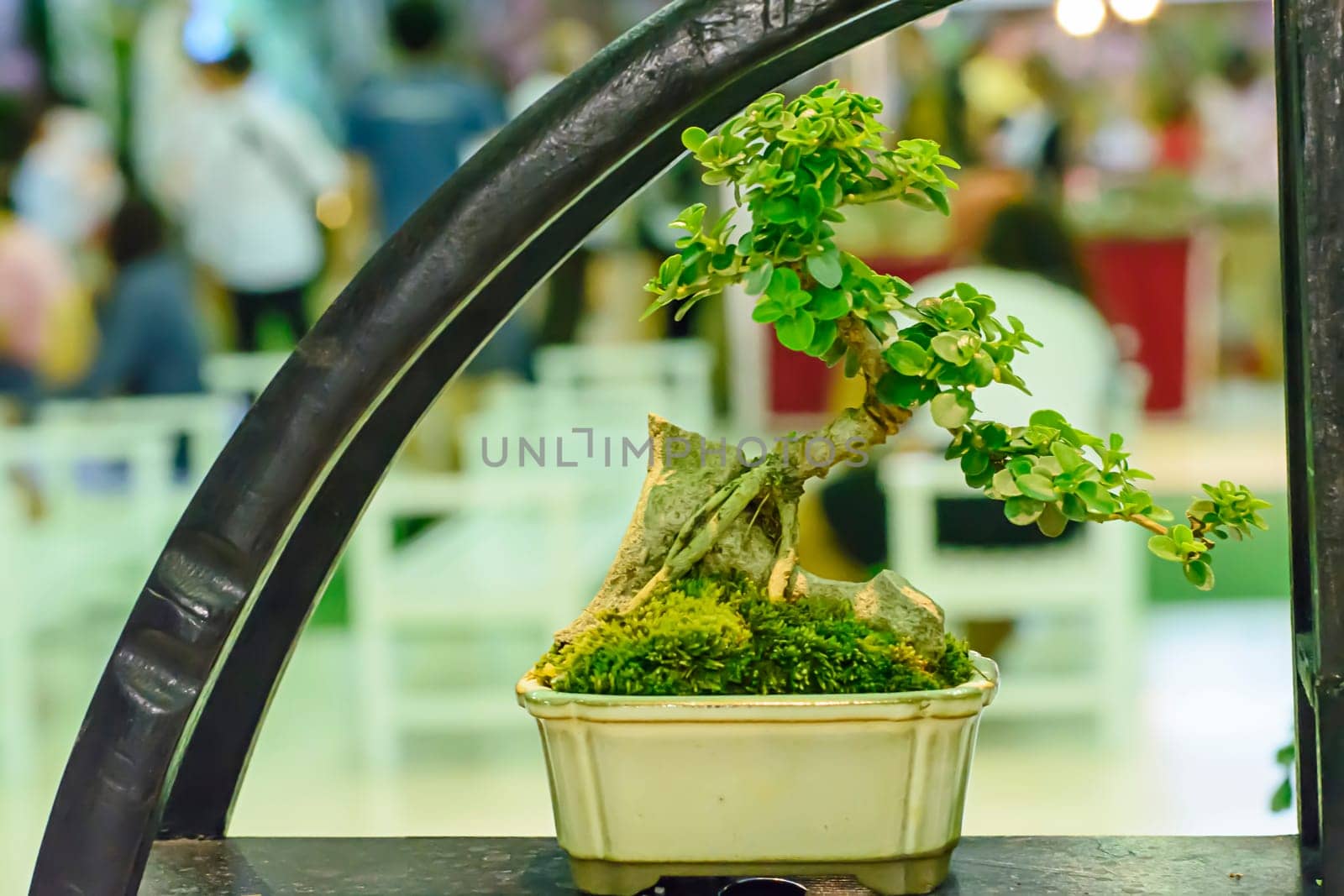 Small tree, cultivated with thai technique of bonsai.