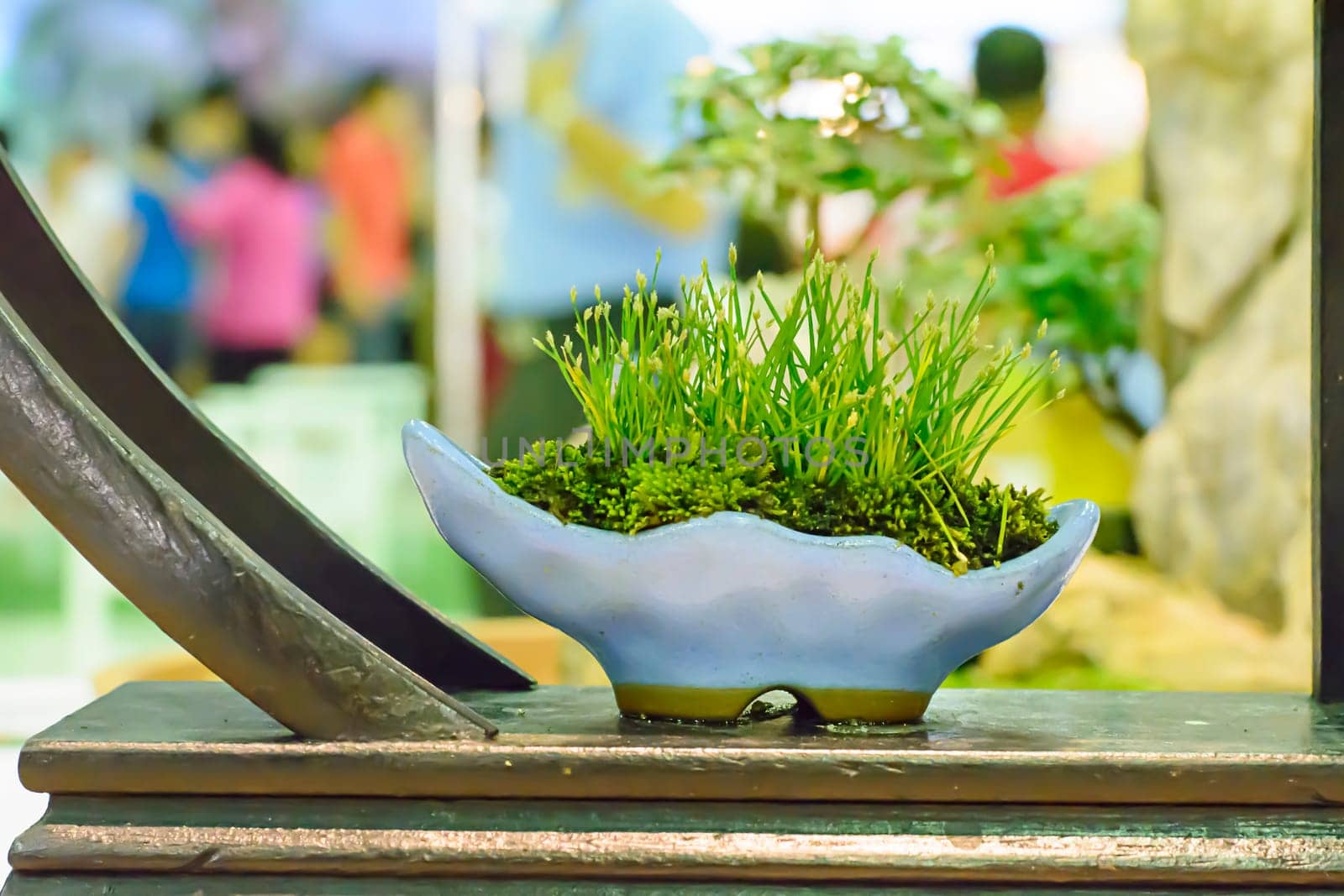Small tree, cultivated with thai technique of bonsai.