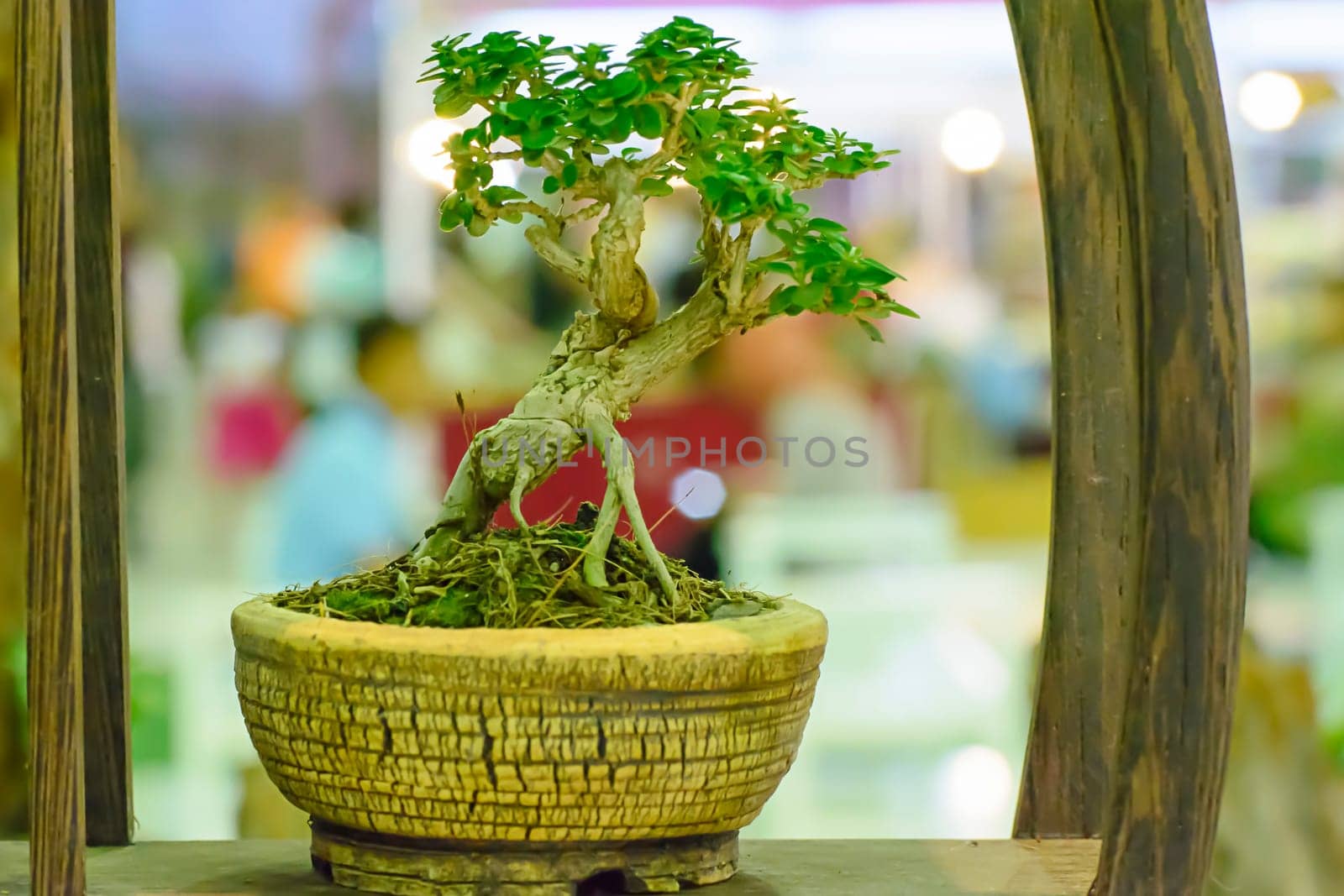 Small tree, cultivated with thai technique of bonsai.