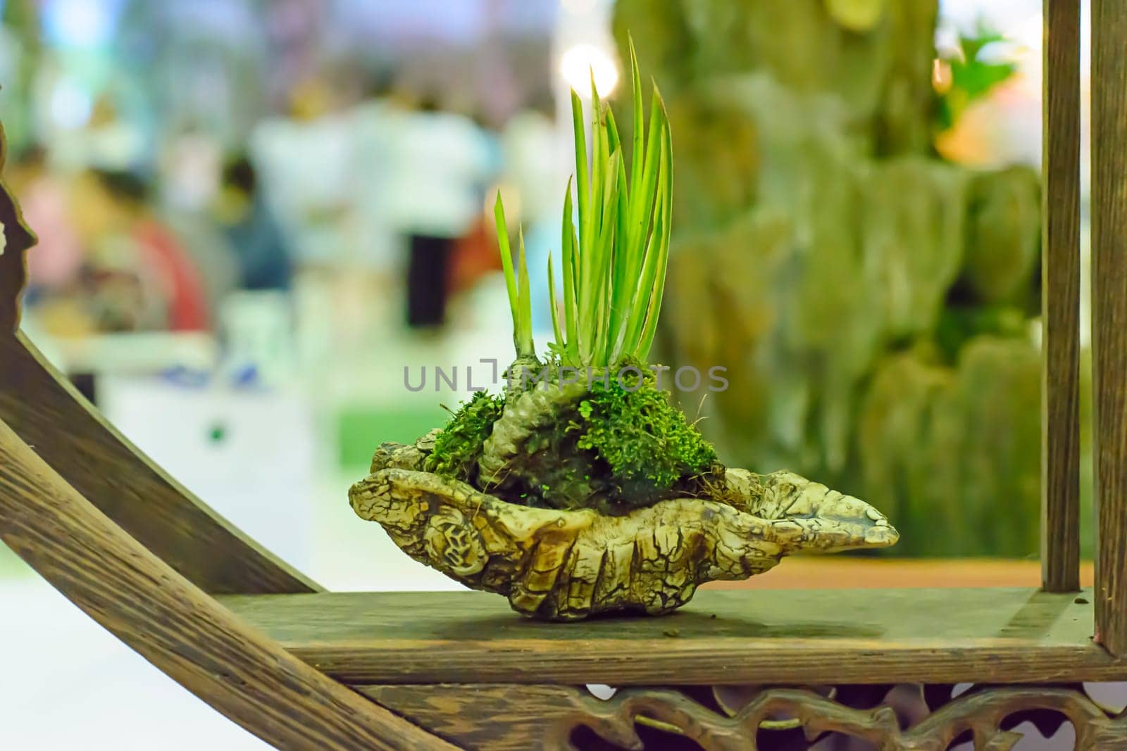 Small tree, cultivated with thai technique of bonsai.