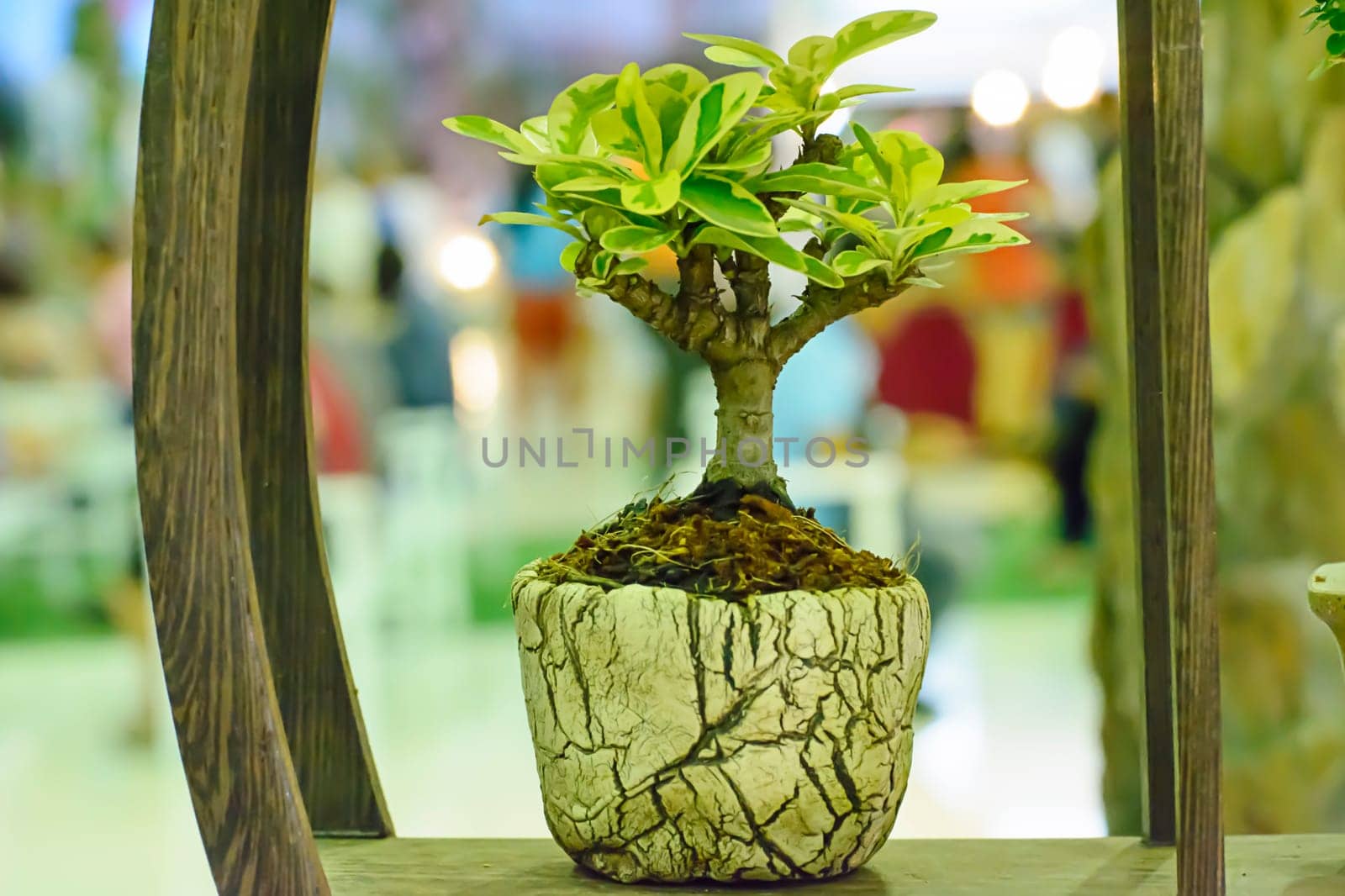 Small tree, cultivated with thai technique of bonsai.