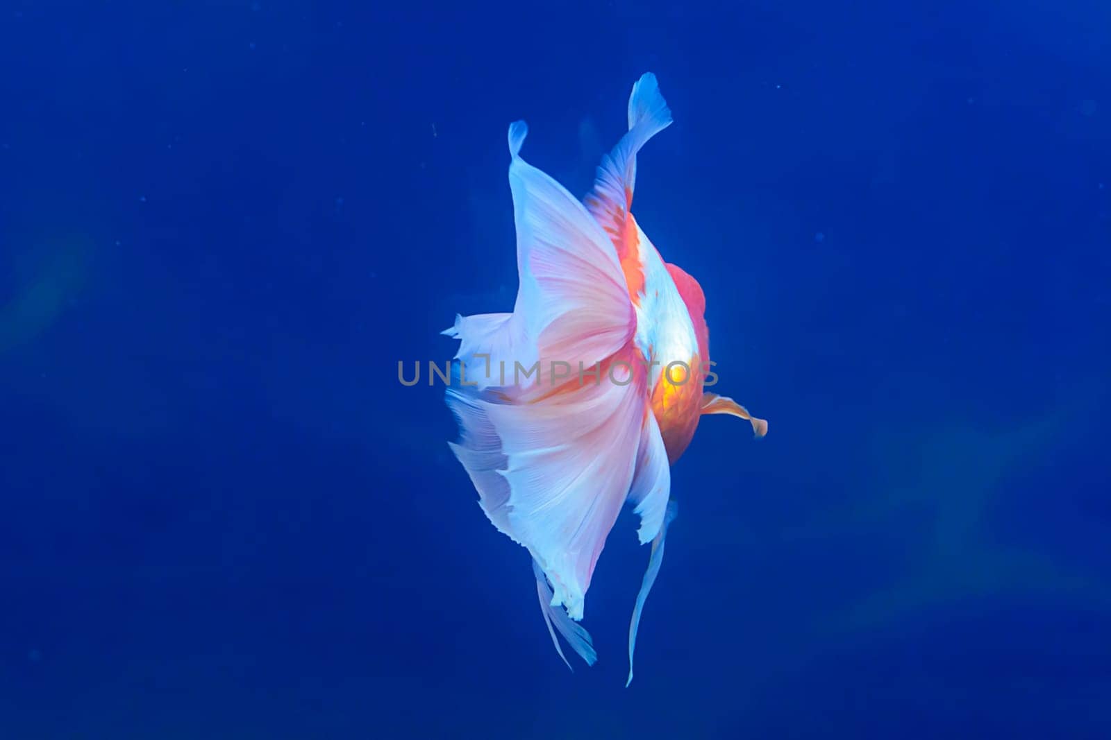 The goldfish isolated in water black background.