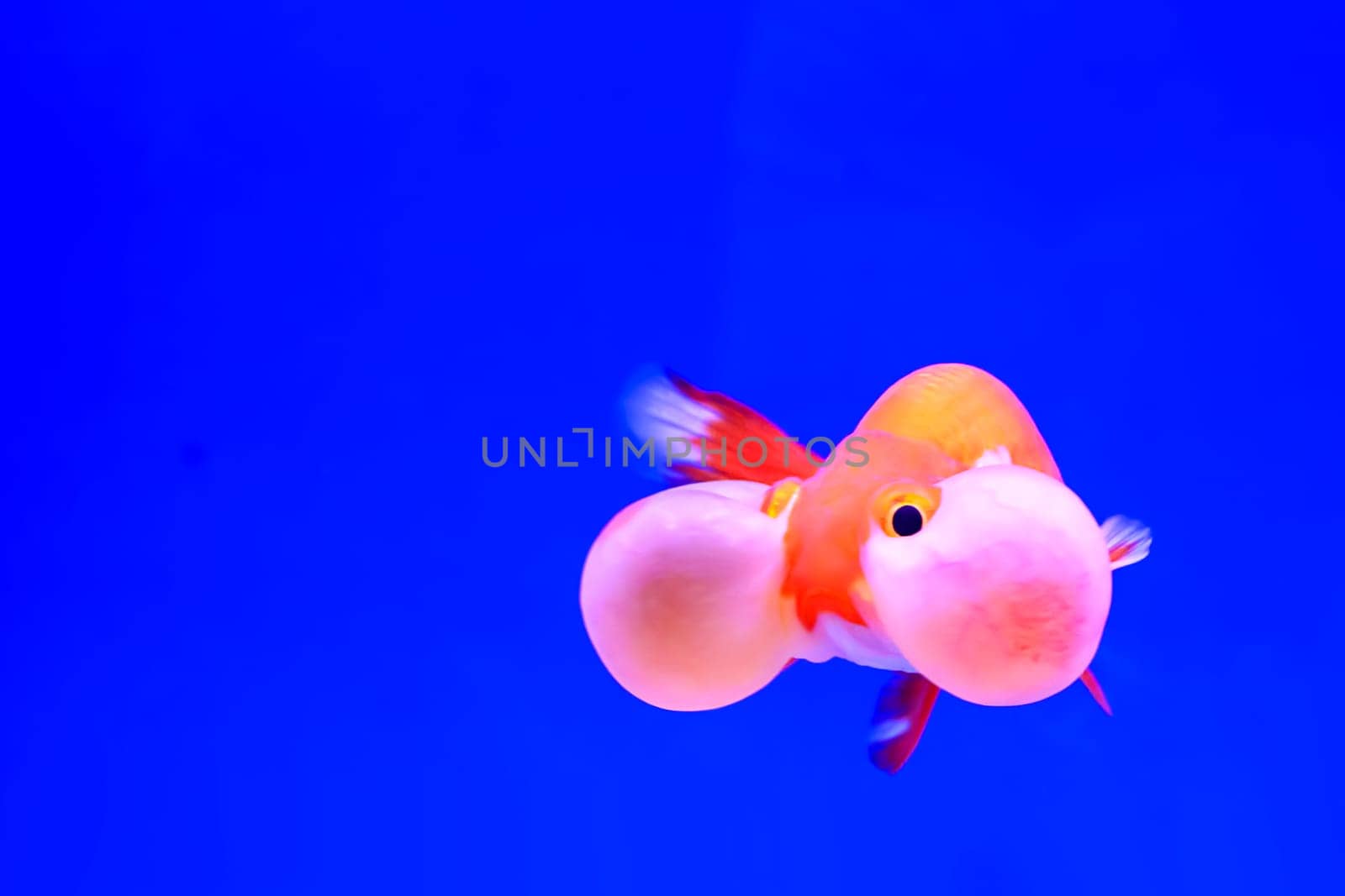 The goldfish isolated in water black background.