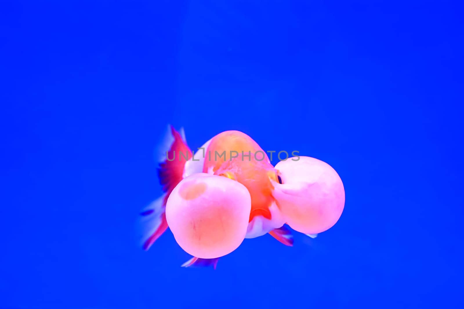 The goldfish isolated in water black background.