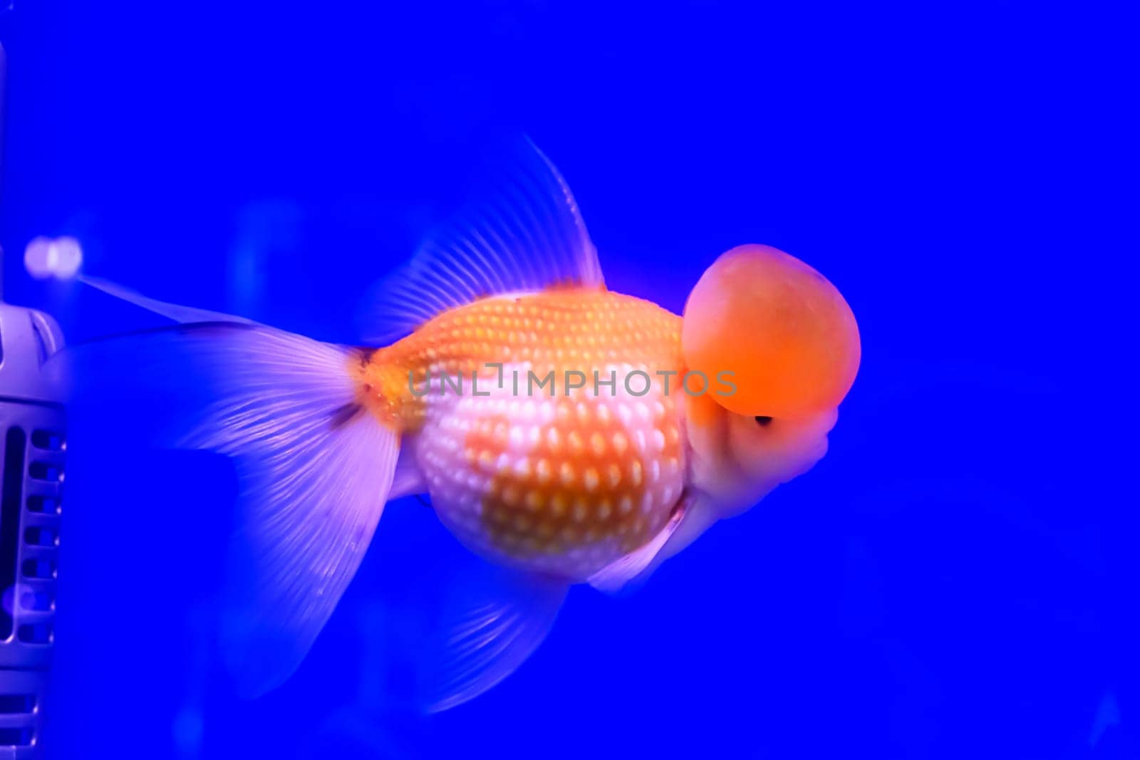 The goldfish isolated in water black background.