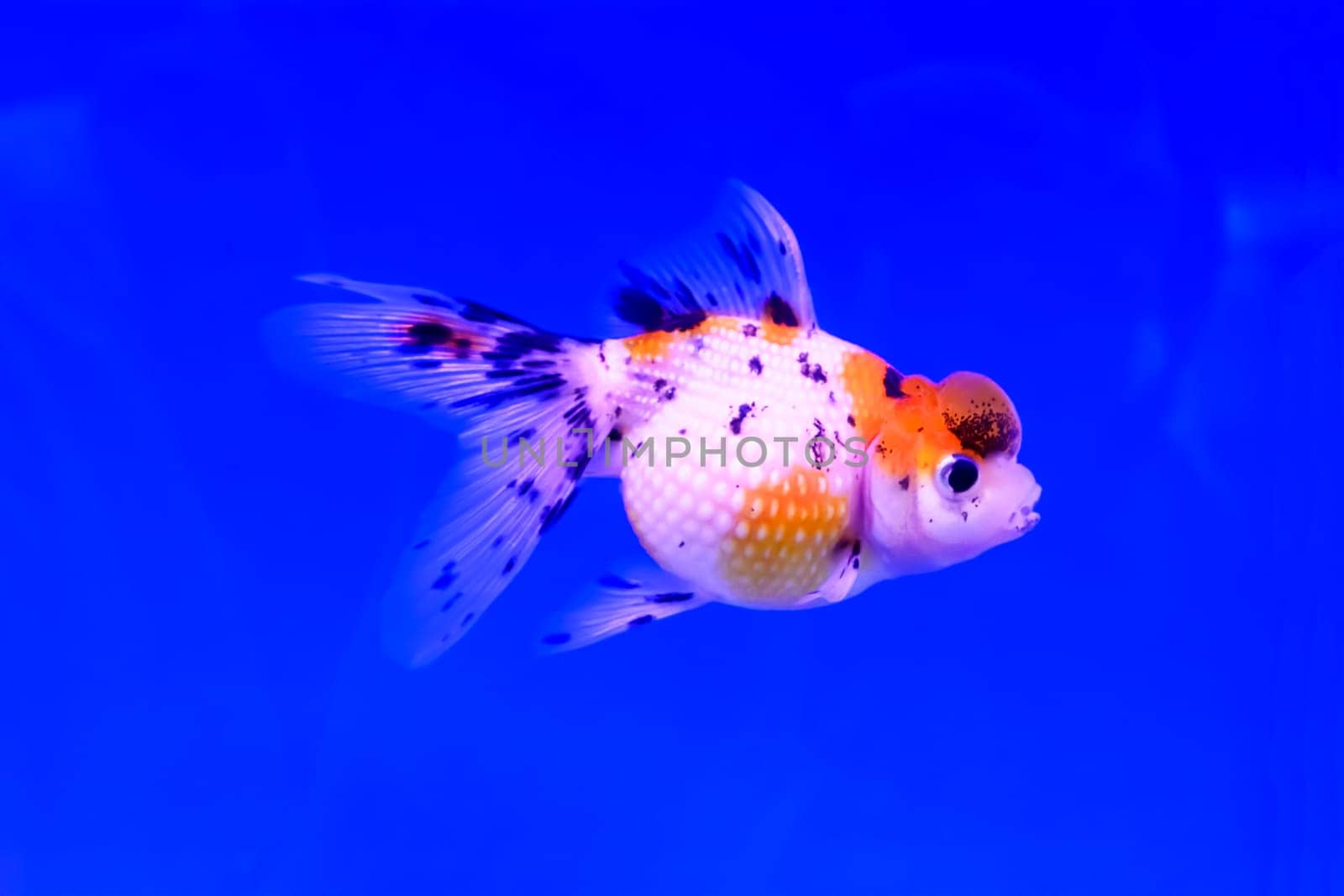 The goldfish isolated in water black background.