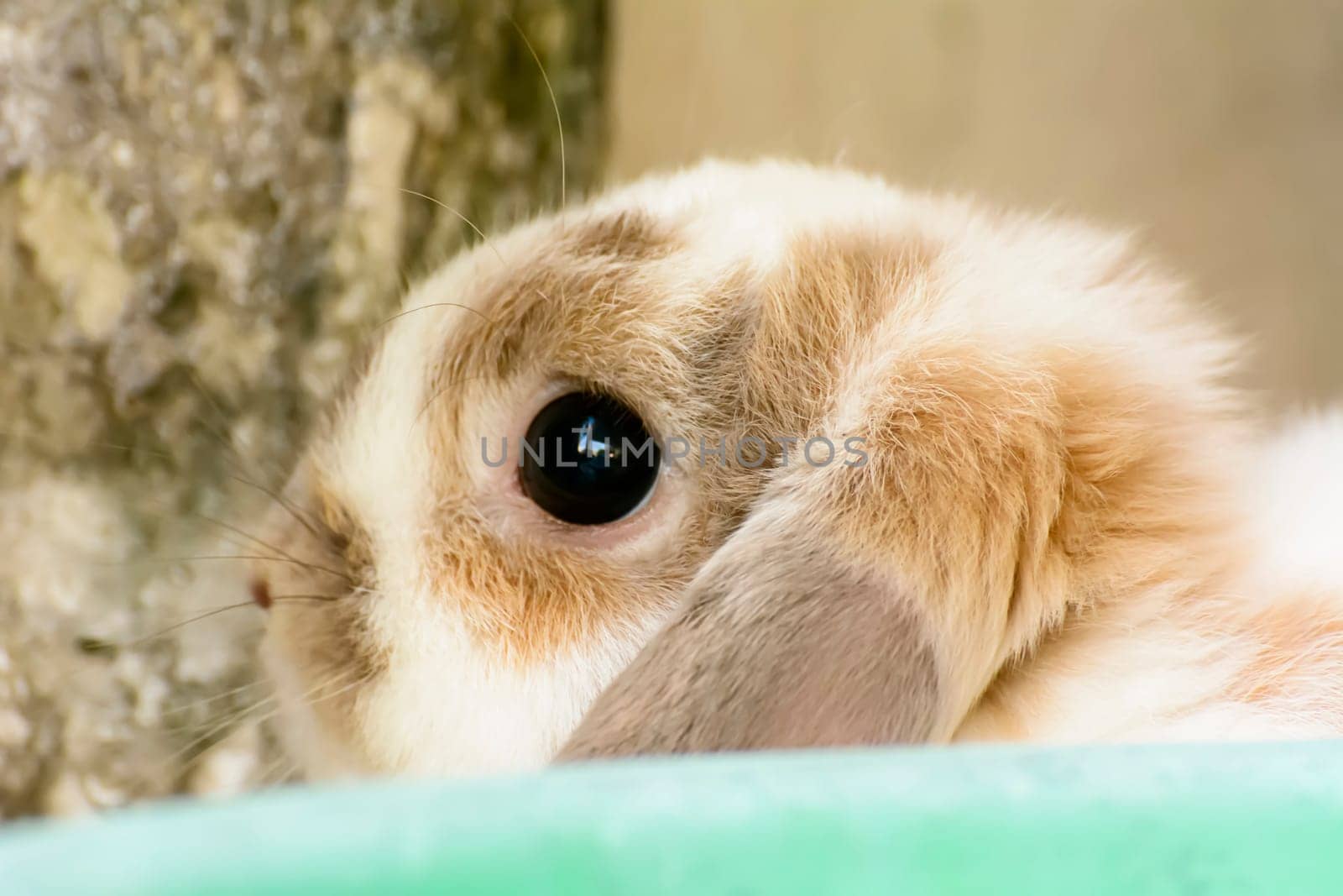 Rabbits are small mammals. Bunny is a colloquial name for a rabbit.