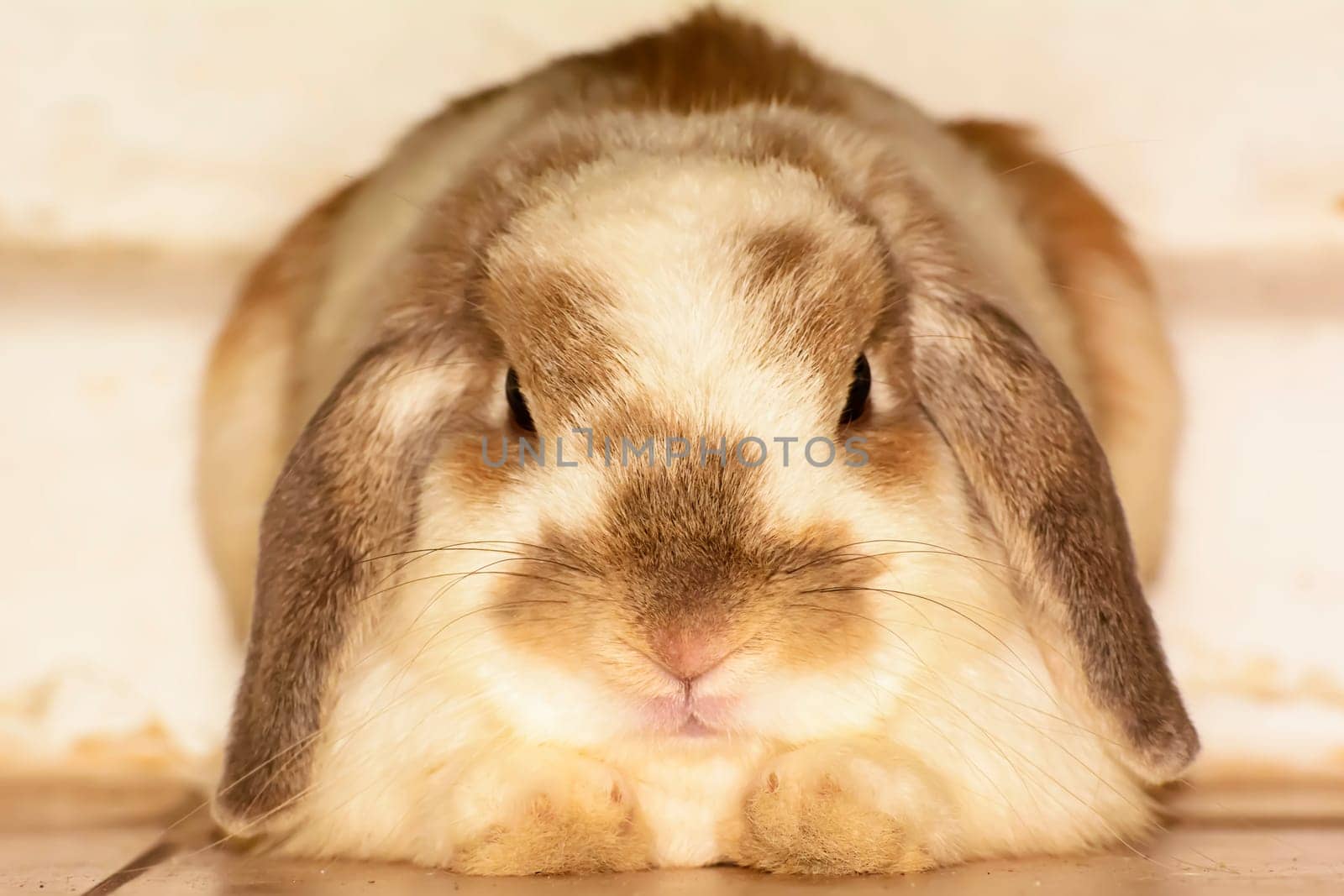Rabbits are small mammals. Bunny is a colloquial name for a rabbit.