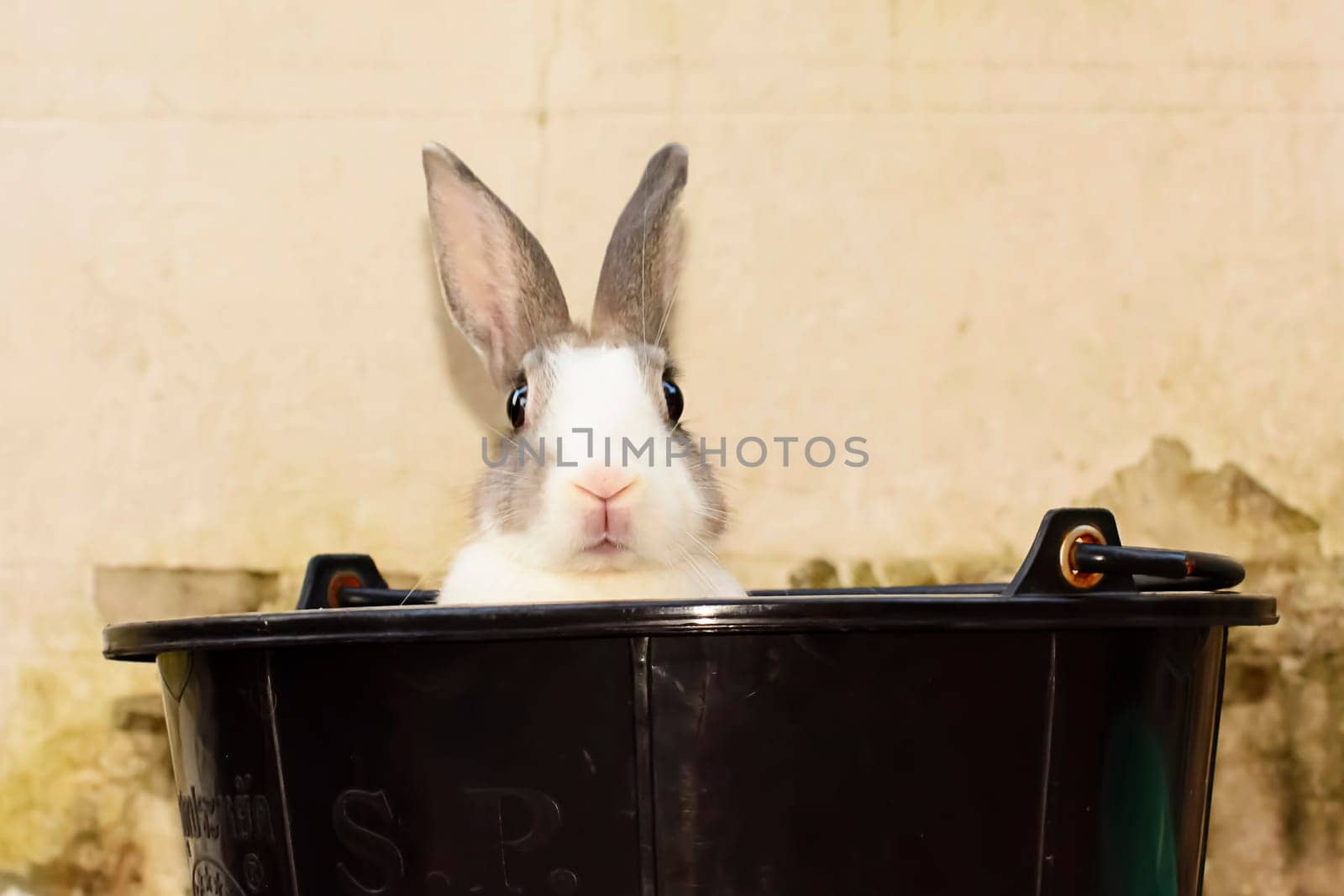 Rabbits are small mammals. Bunny is a colloquial name for a rabbit.