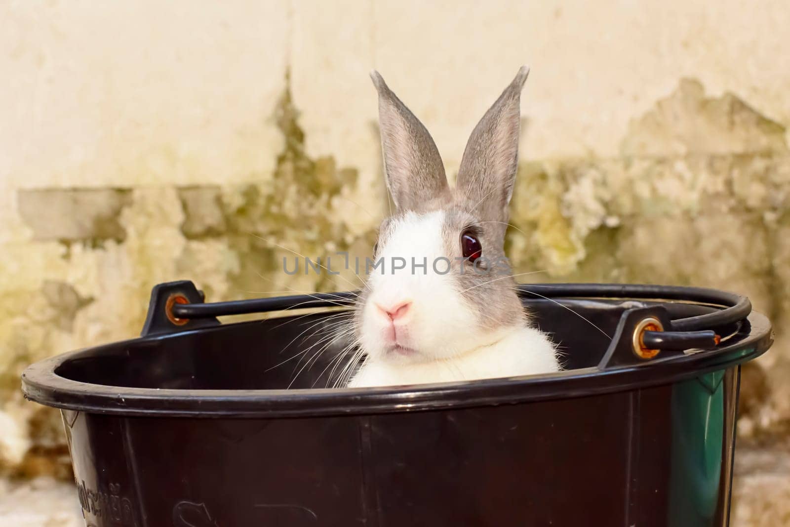 Rabbits are small mammals. Bunny is a colloquial name for a rabbit.