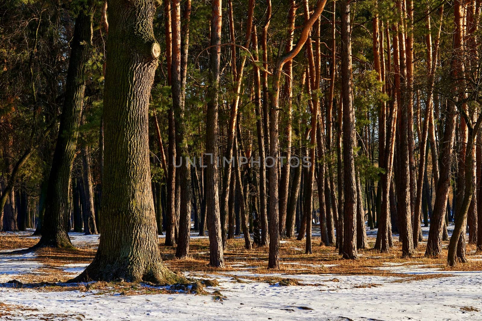 the coldest season of the year, in the northern hemisphere from December to February. Oak trunk and young pine trees in the forest on a sunny winter day