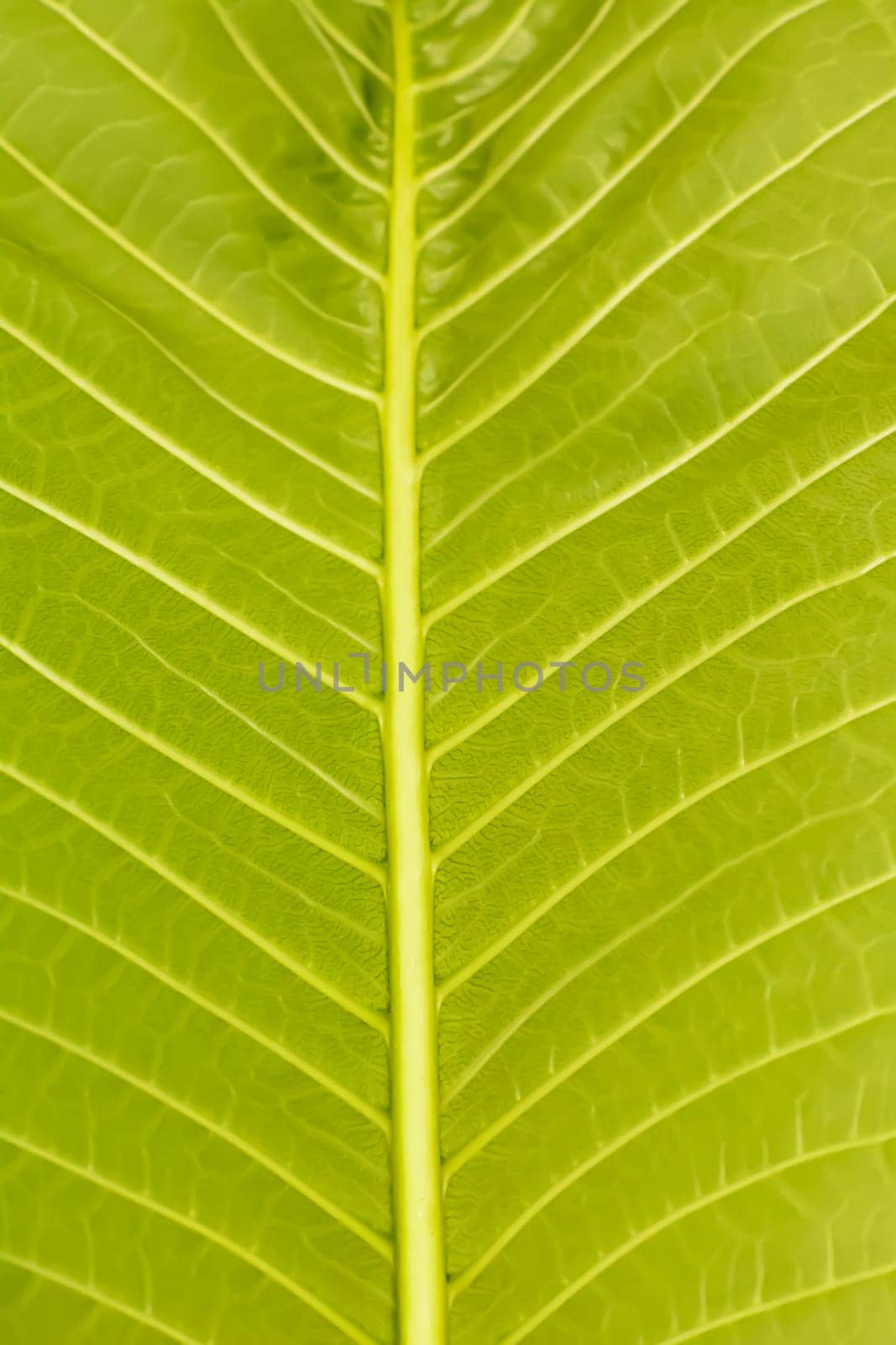 The green plumeria leaf in the garden