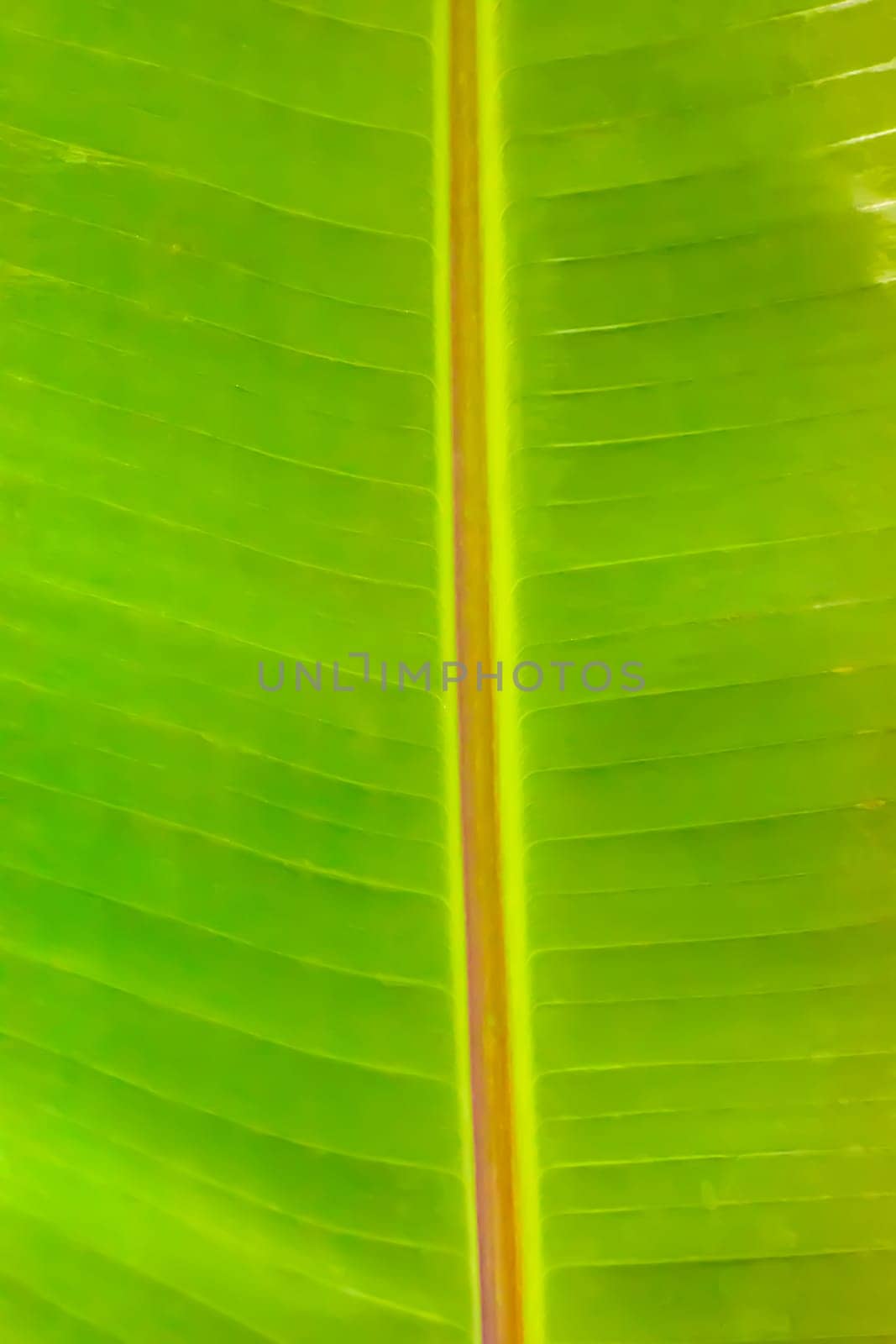 The green banana leaf in the garden