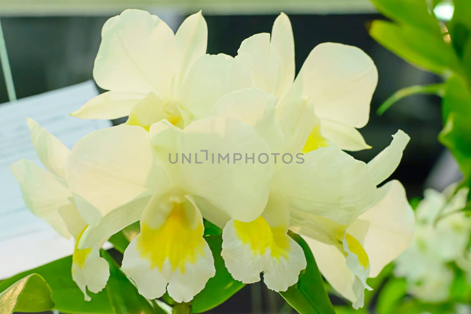 Cattleya is a genus of 113 species of orchids from Costa Rica and the Antilles south to Argentina.