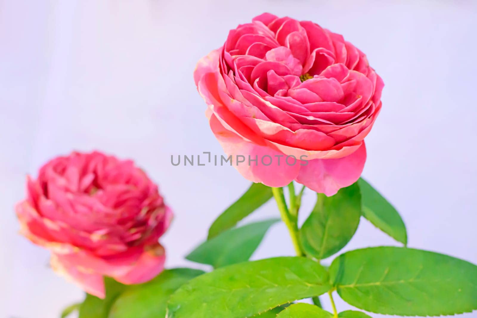 Rose in many colors and beautiful in garden
