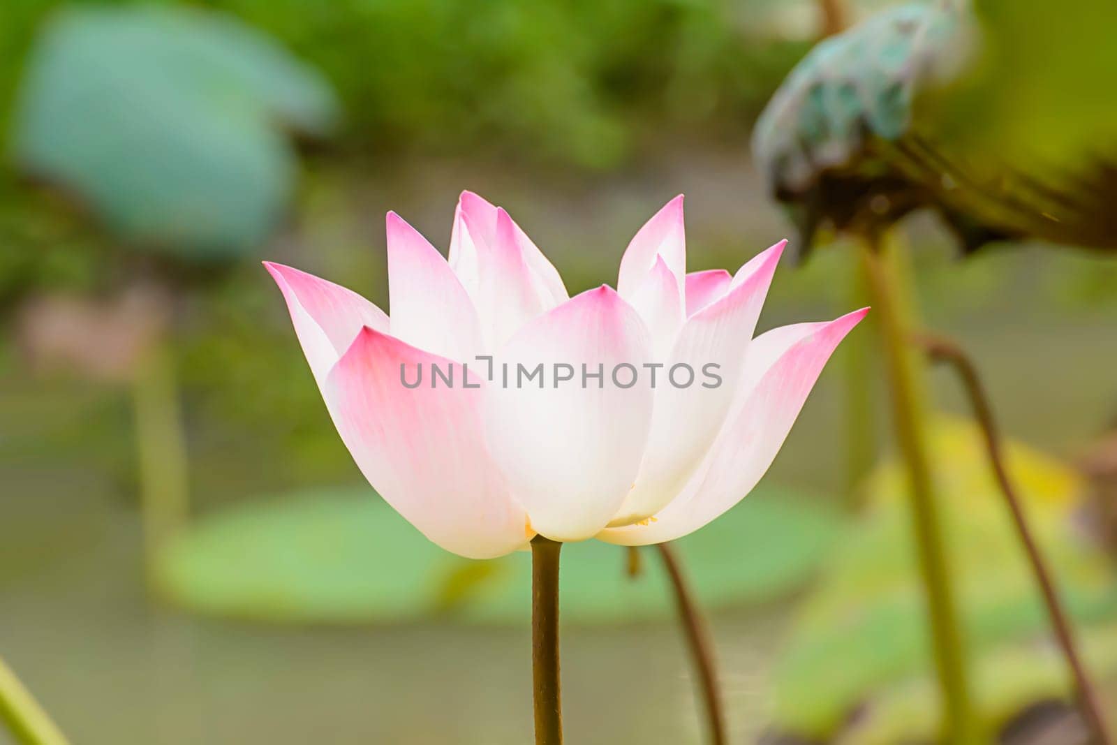 Lotus in many colors and beautiful in ponds.