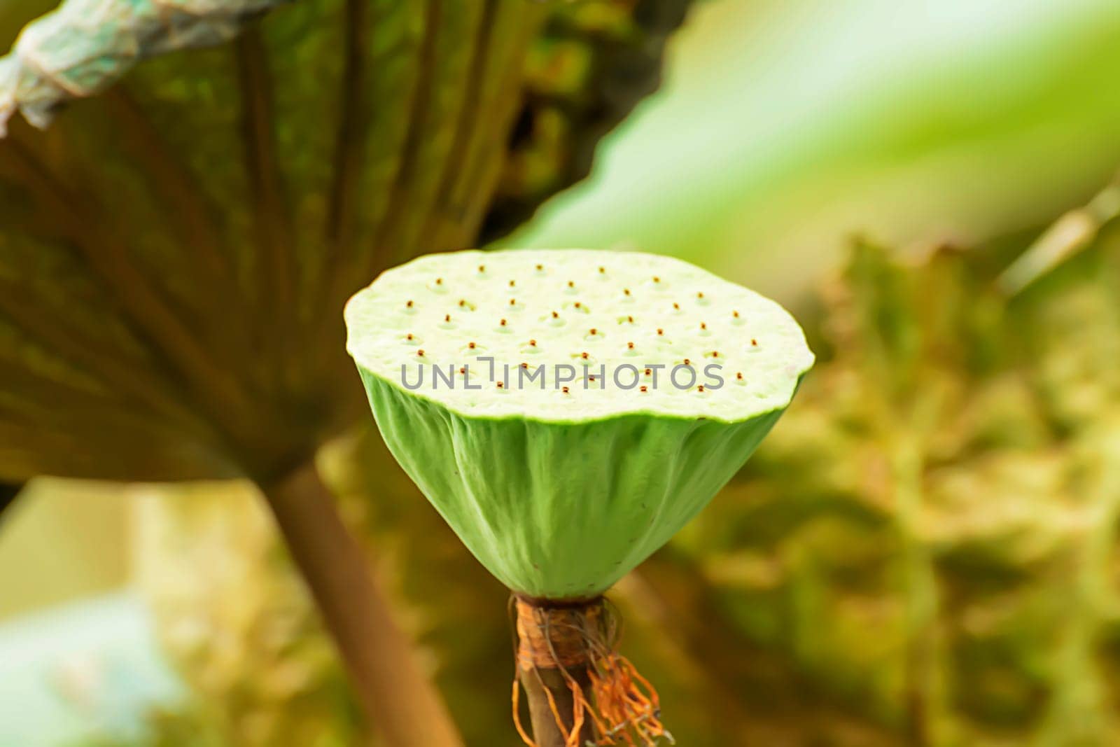The green lotus shower in ponds.