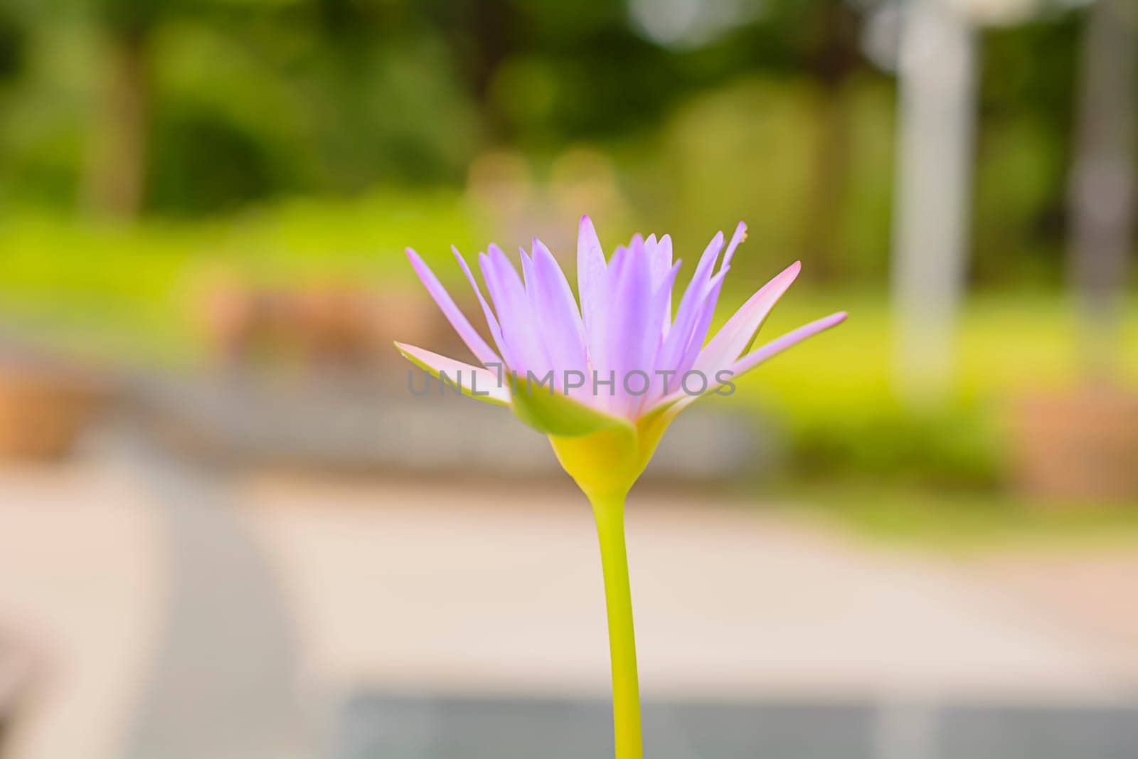 Lotus in many colors and beautiful in ponds.