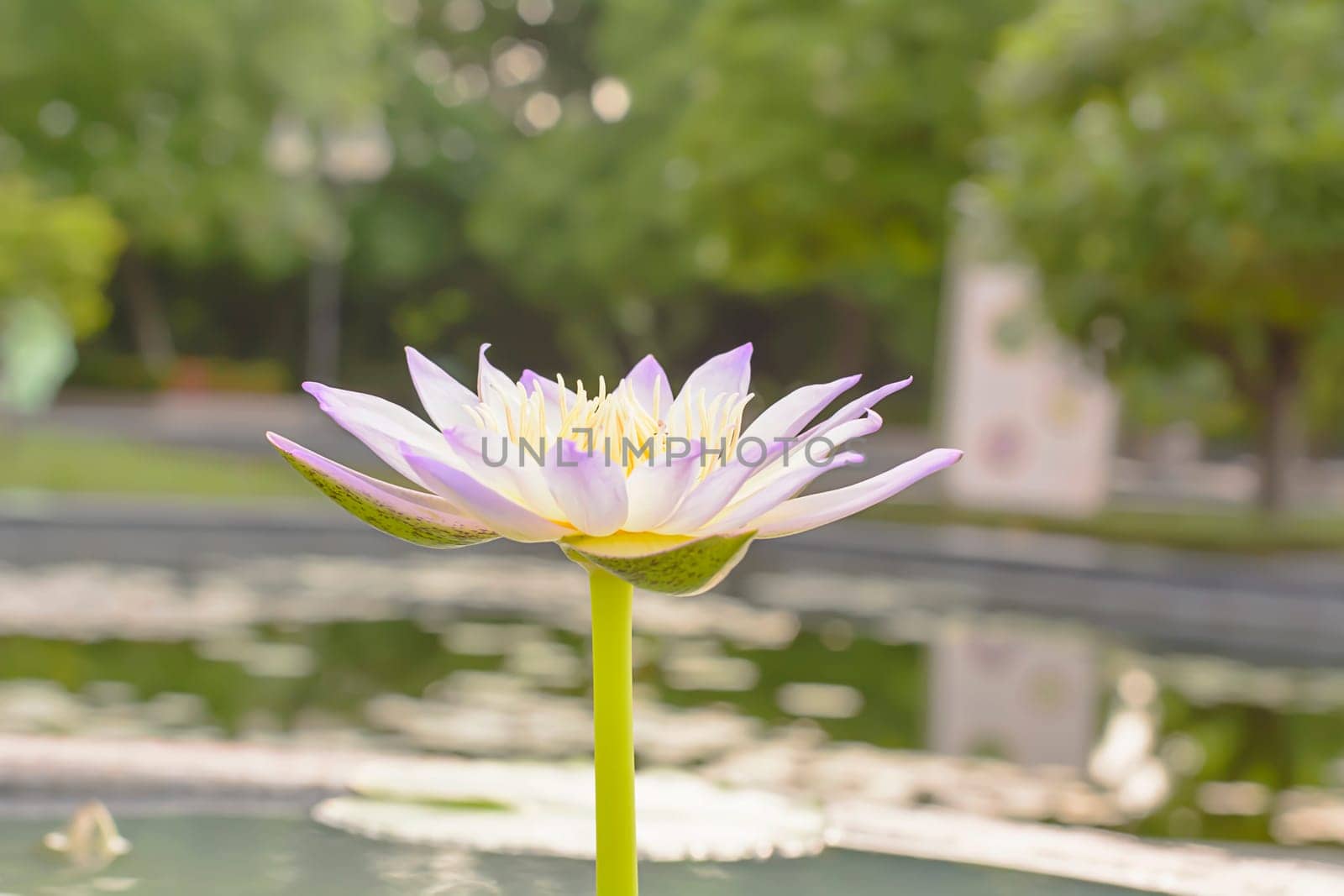 Lotus in many colors and beautiful in ponds.