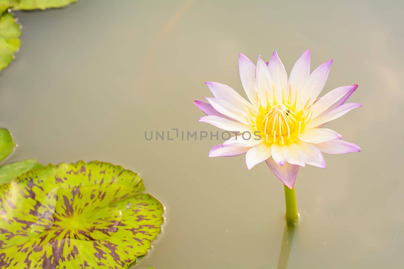 Lotus in many colors and beautiful in ponds.
