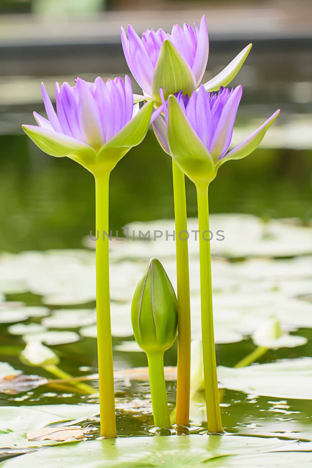 Lotus in many colors and beautiful in ponds.