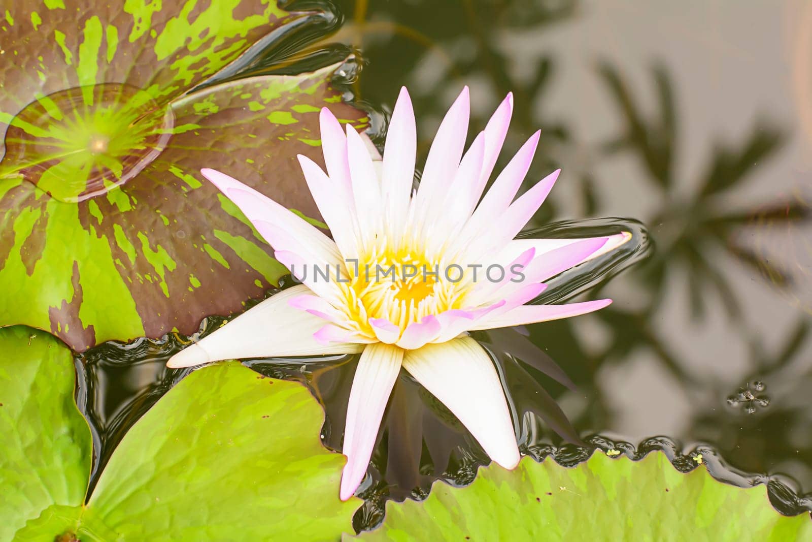 Lotus in many colors and beautiful in ponds.