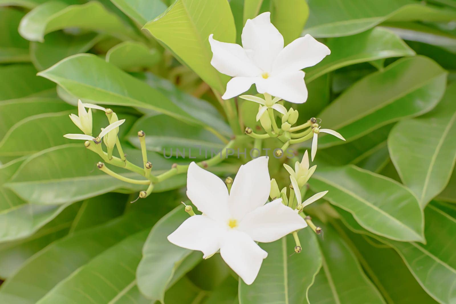 Forest Jasmine, they are a bright white with pink fringes.