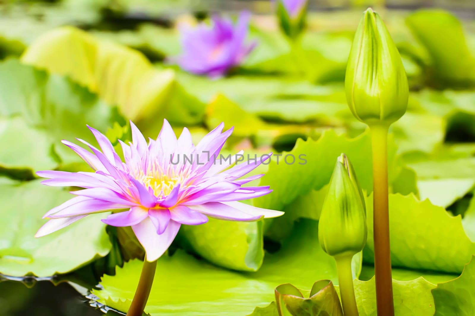 Lotus in many colors and beautiful in ponds.