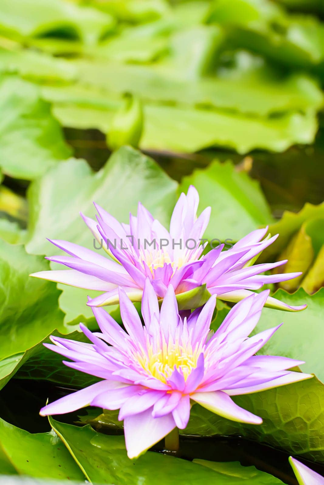 Lotus in many colors and beautiful in ponds.