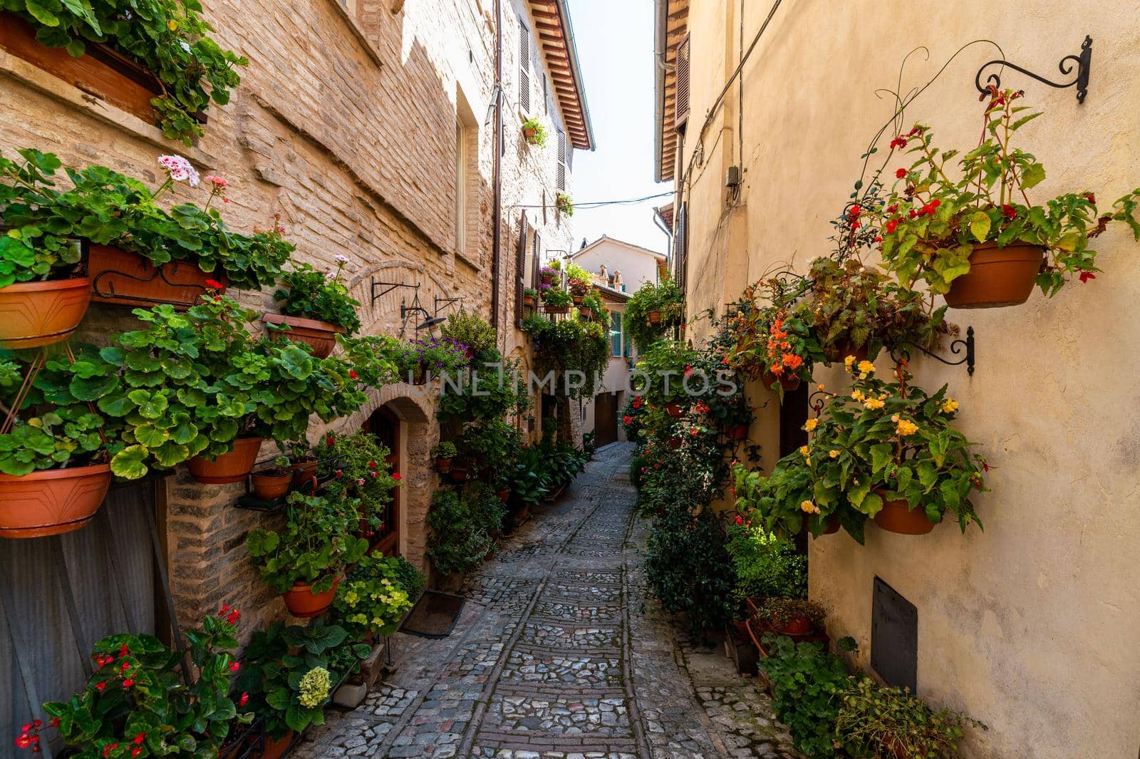 alley with flowers in the town of Spello by carfedeph
