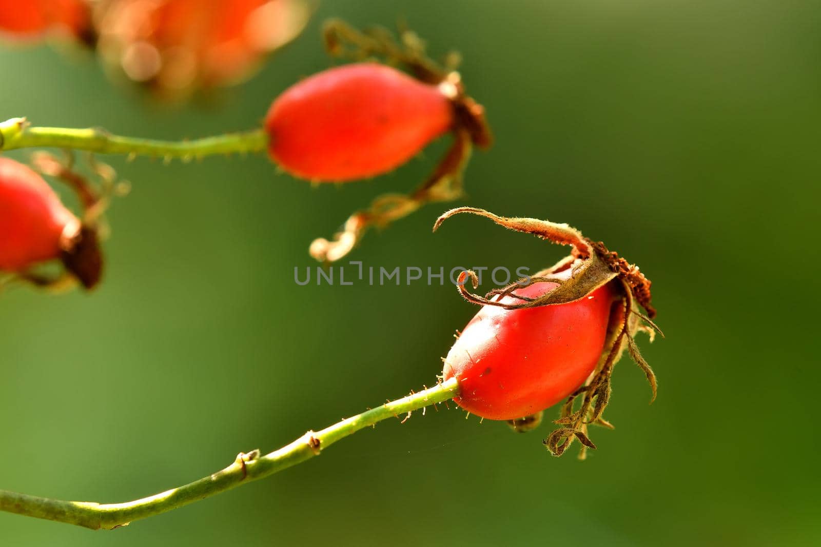 rose hip on a green, empty background by Jochen