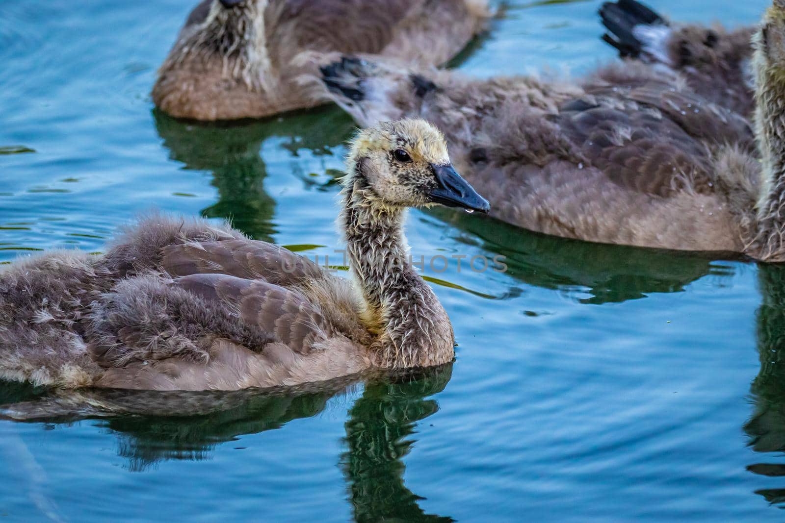 A group of young grey Canada geese swiming in lake