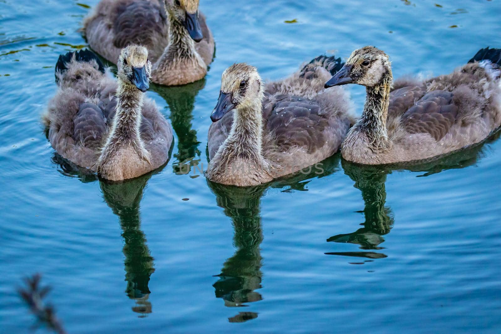 A group of young grey Canada geese swiming in lake