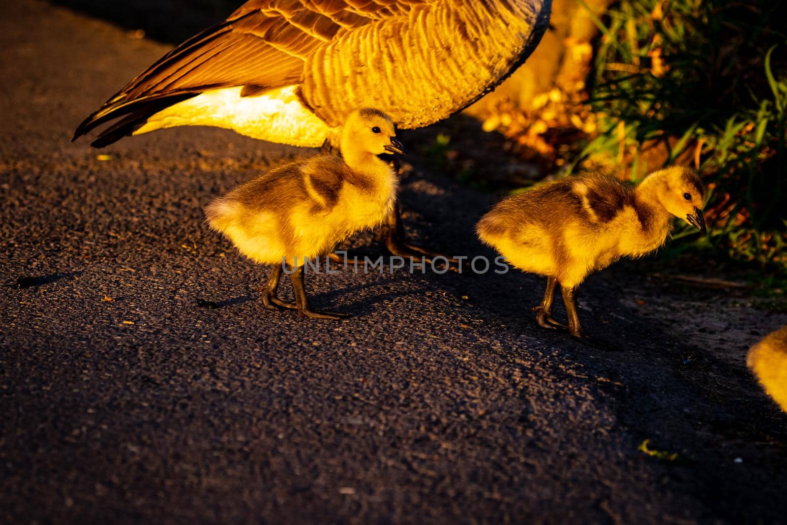 A couple of young yellow Canada geese walk across the road