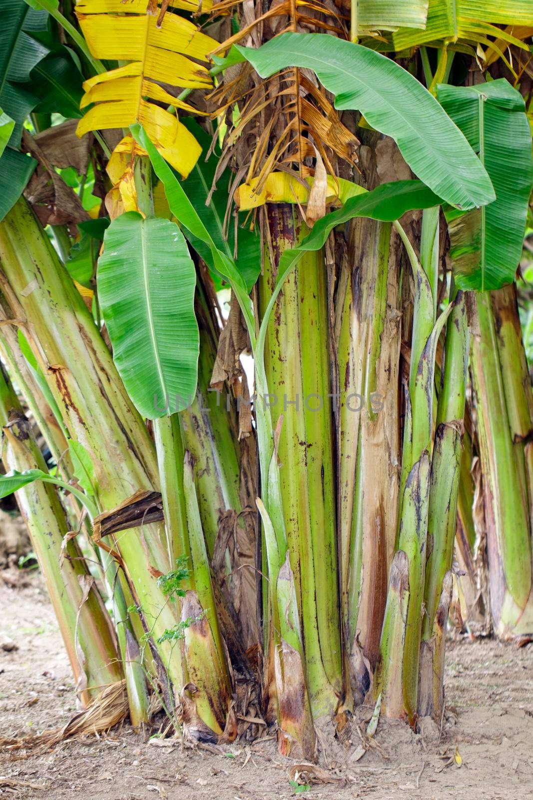 Group of a banana tree in garden in thailand. 