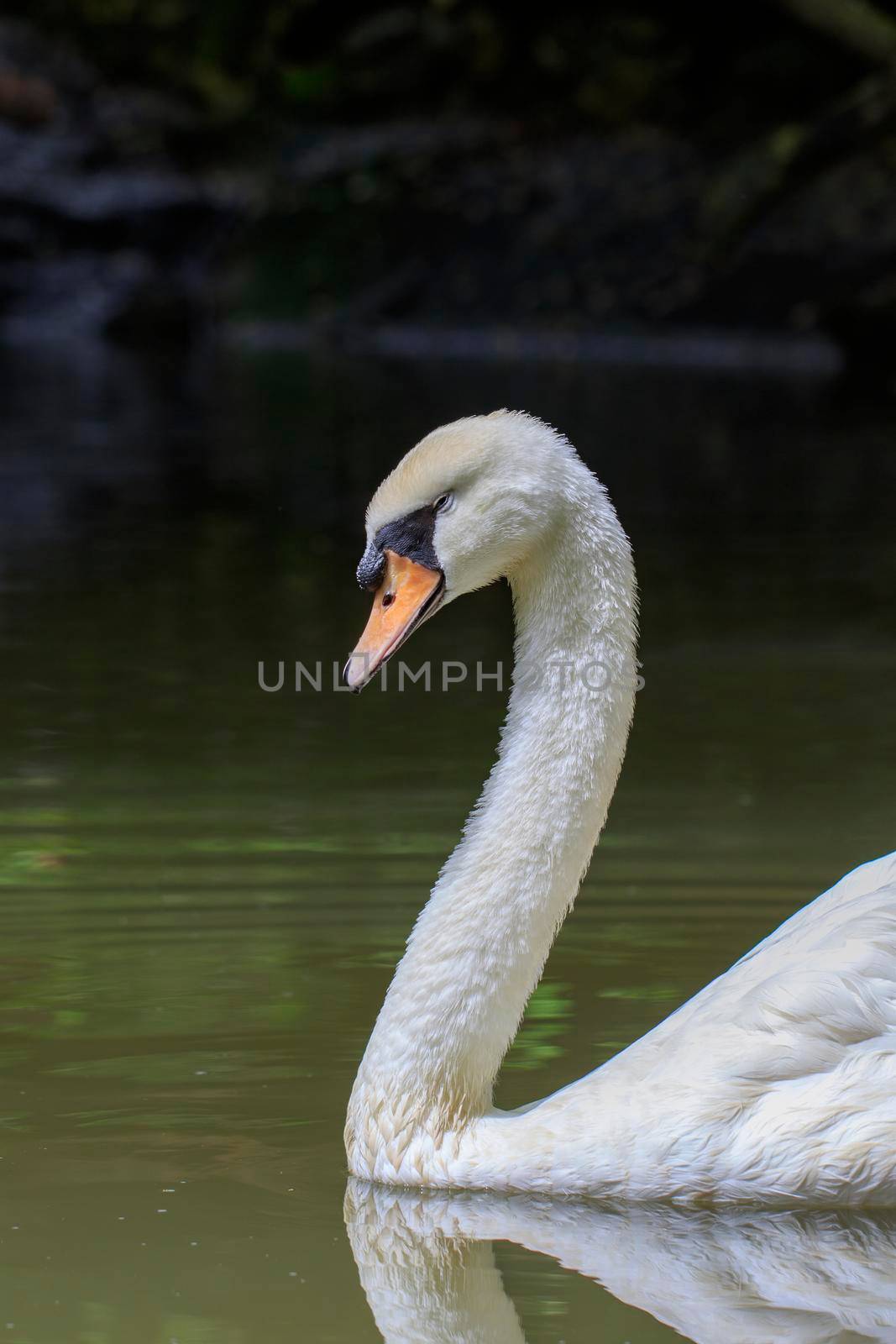 Image of a white swan on water. Wildlife Animals. by yod67