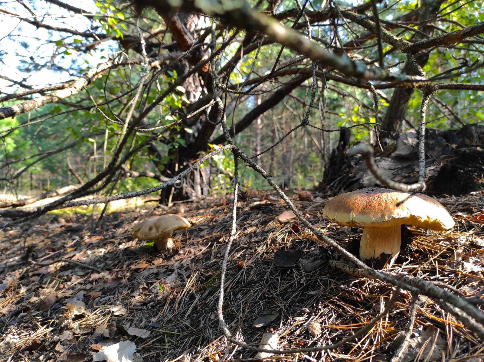 Two big cep mushroom grows in forest. Beautiful mushrooms season in wood