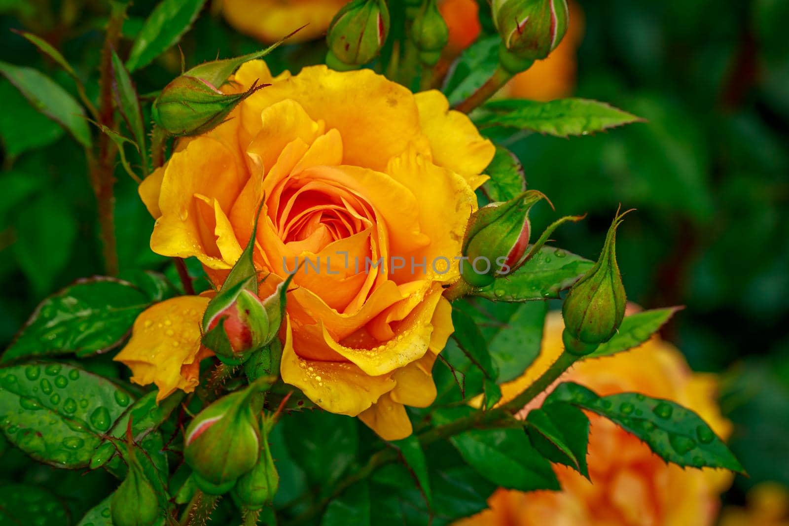 Beautiful rose blooms after rainfall, in Washington Park International Rose Test Garden, Portland, Oregon.