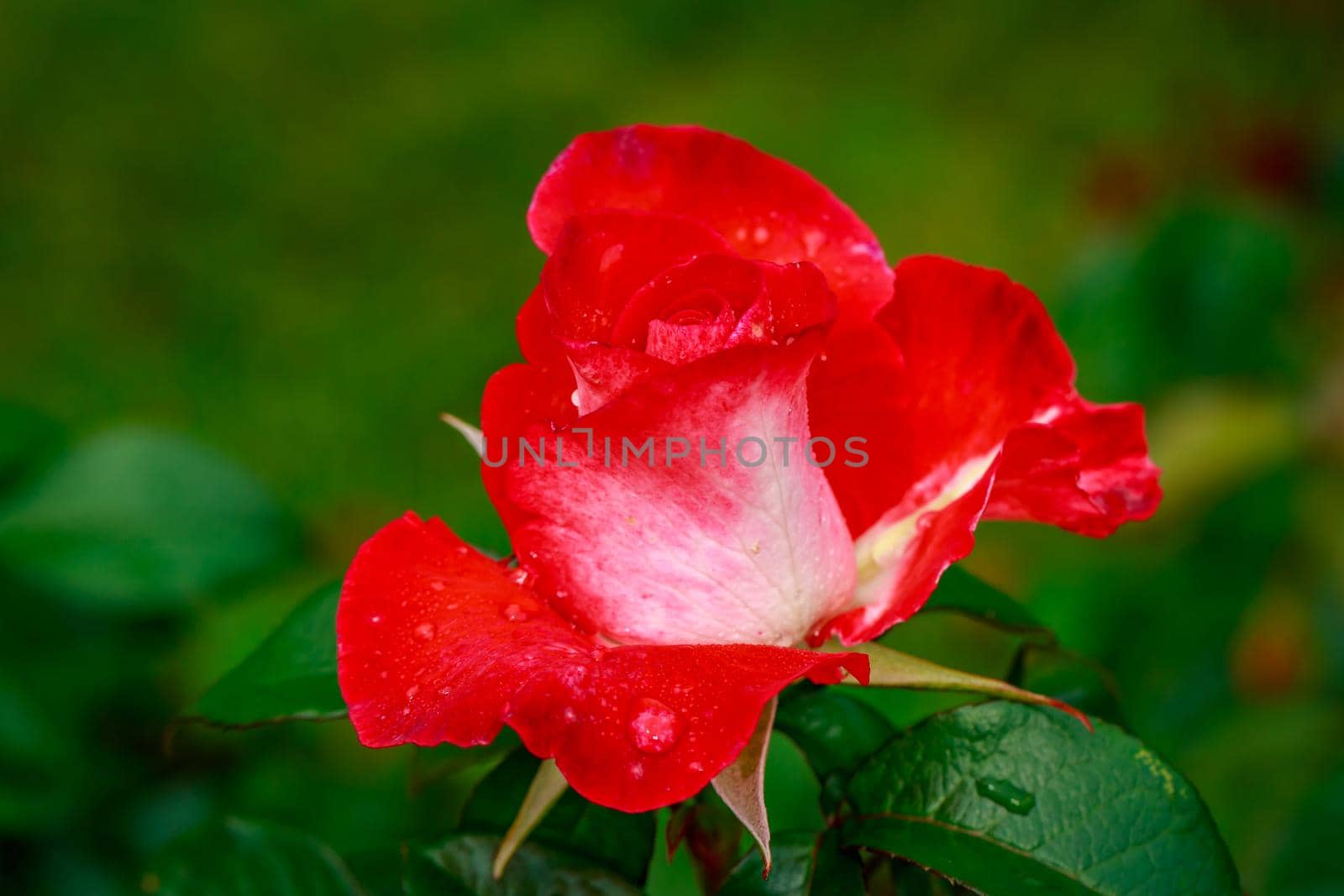 Beautiful rose blooms after rainfall, in Washington Park International Rose Test Garden, Portland, Oregon.