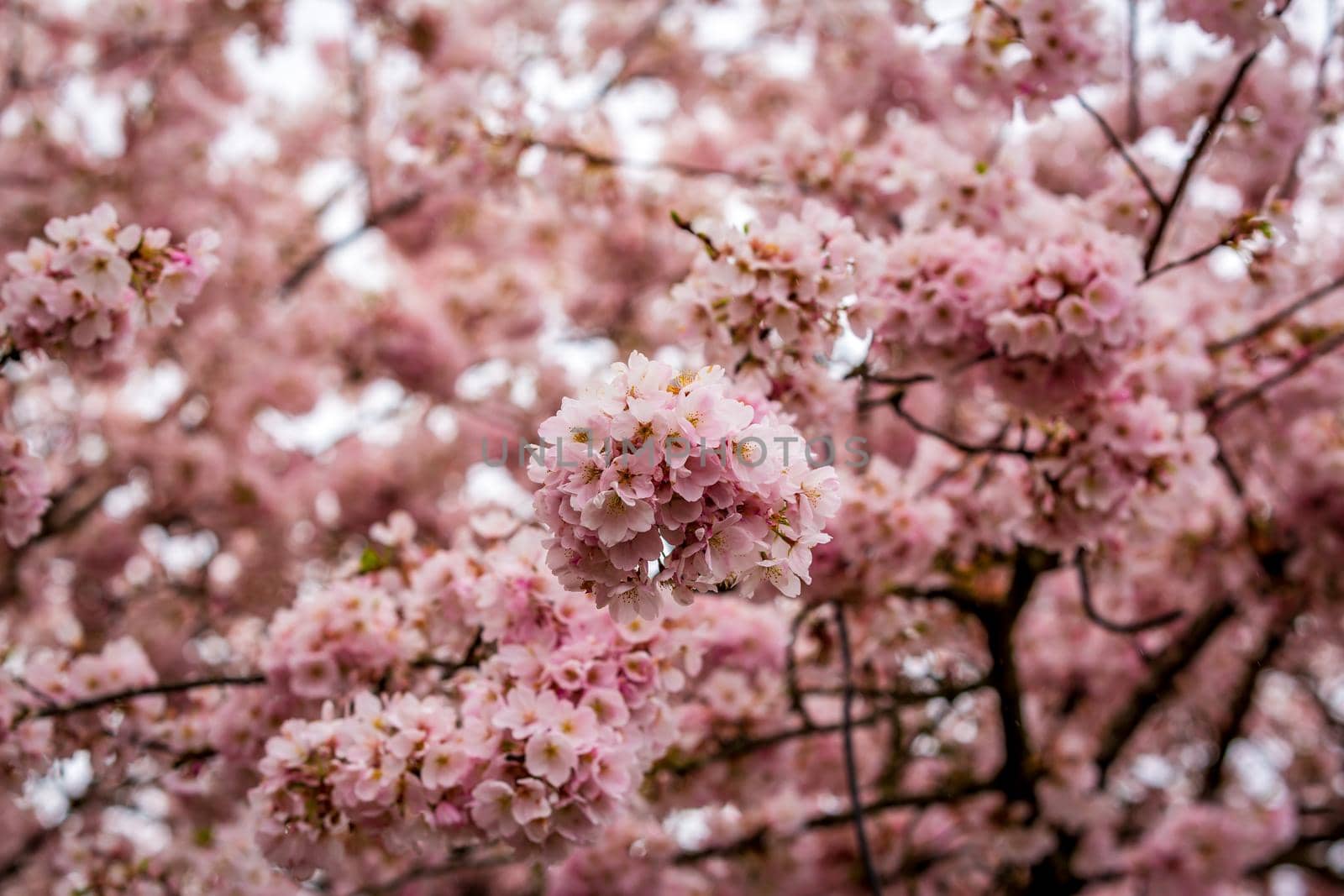 Beautiful pink cherry blossom in the spring