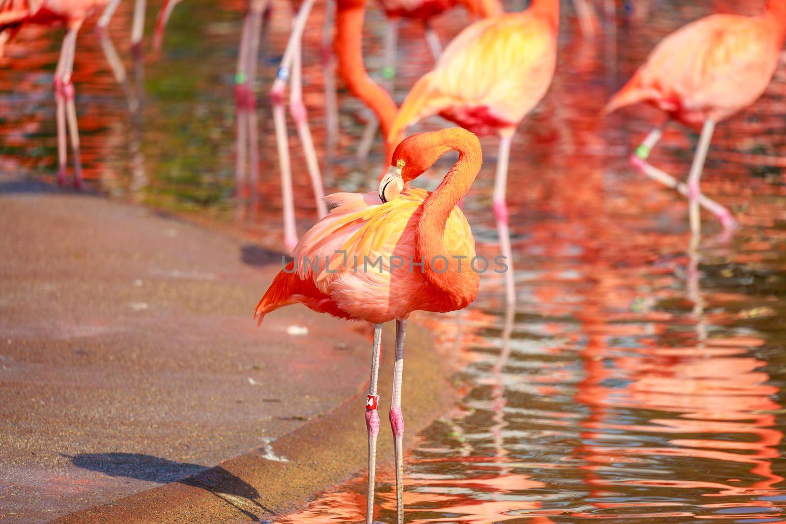 A group of American Flamingos wade in water.