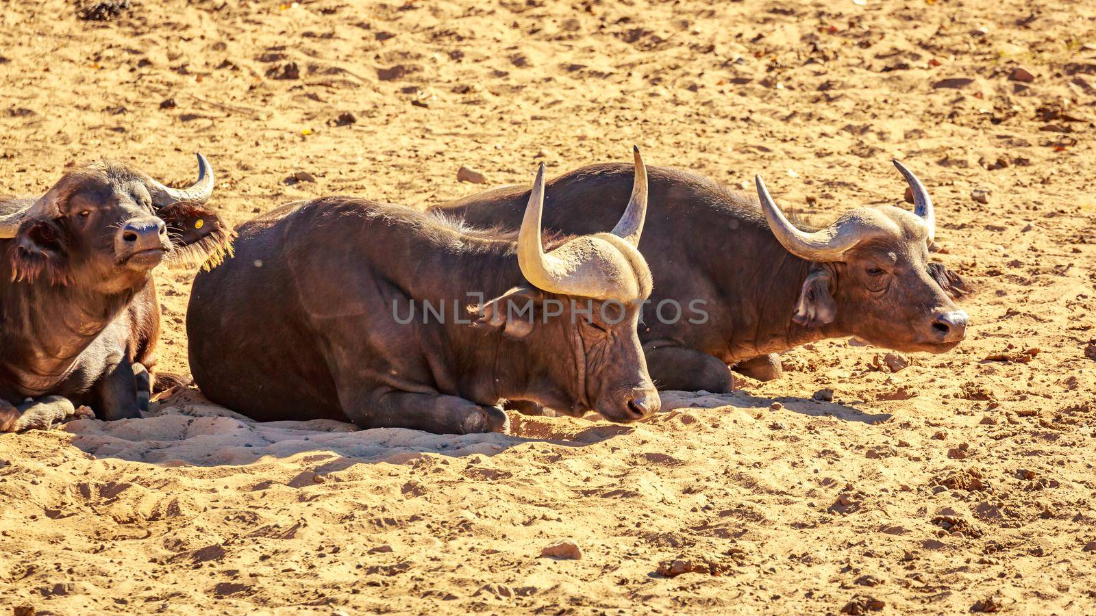 Group of three African Buffalo rest on the ground