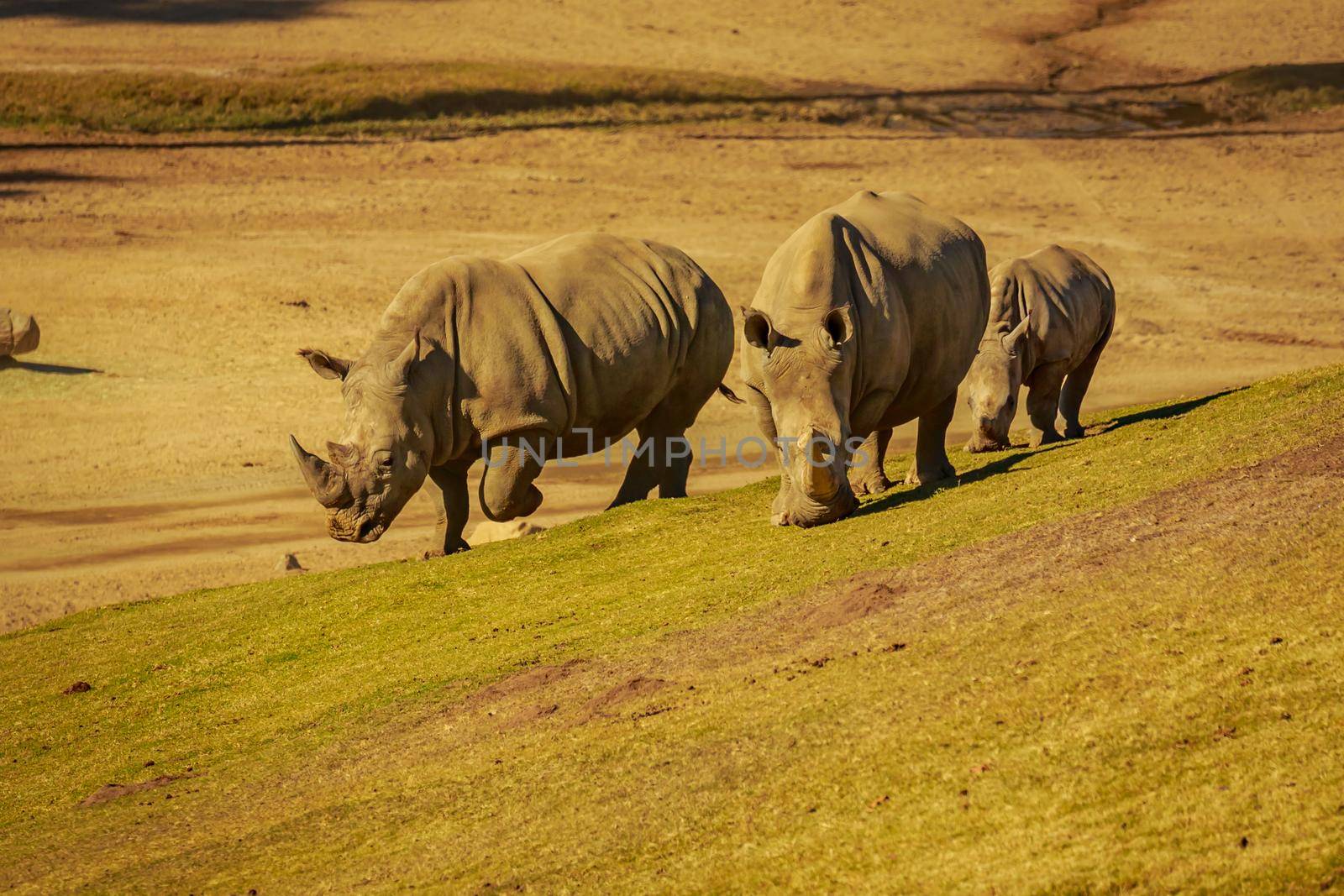 Group of three White Rhinoceros walk across the meadows