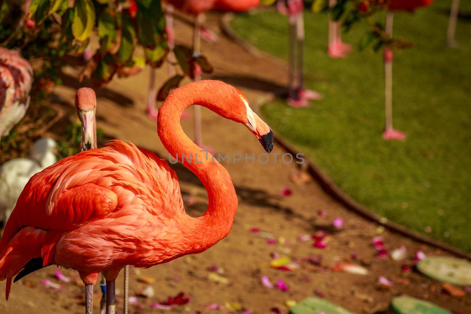 Close up of American Flamingos wade in water.