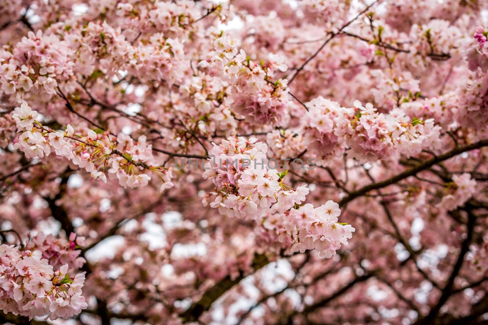 Beautiful pink cherry blossom in the spring